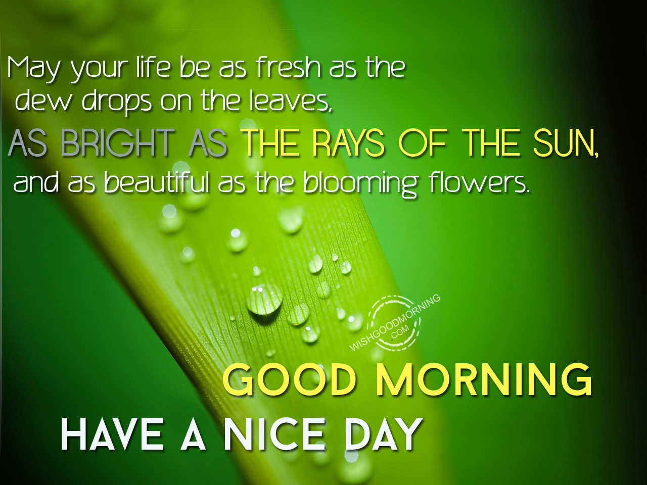 Leaving good. Dew Drops духи. Quotes of Dewdrop. Good morning with Dew стильно. Dew Drops скороговорка.