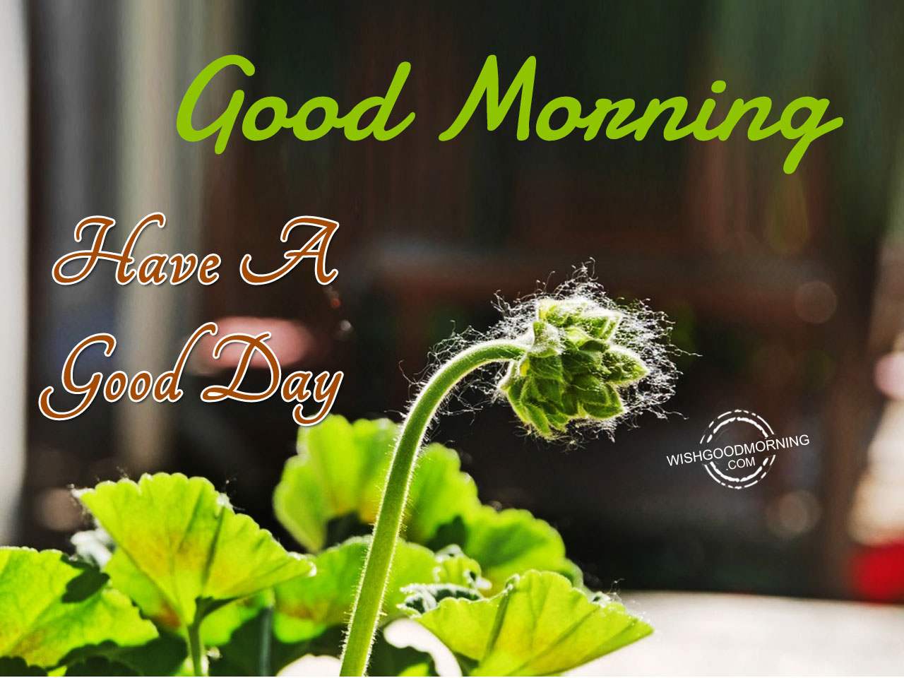 Good Morning Wishes - Good Morning Pictures ...