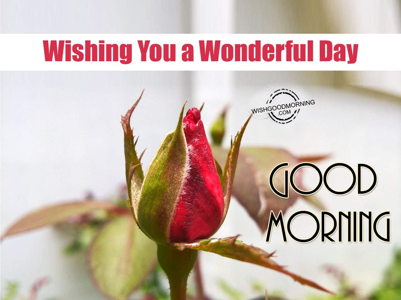 Wishing You A Wonderful Day – Good Morning - Good Morning Pictures ...
