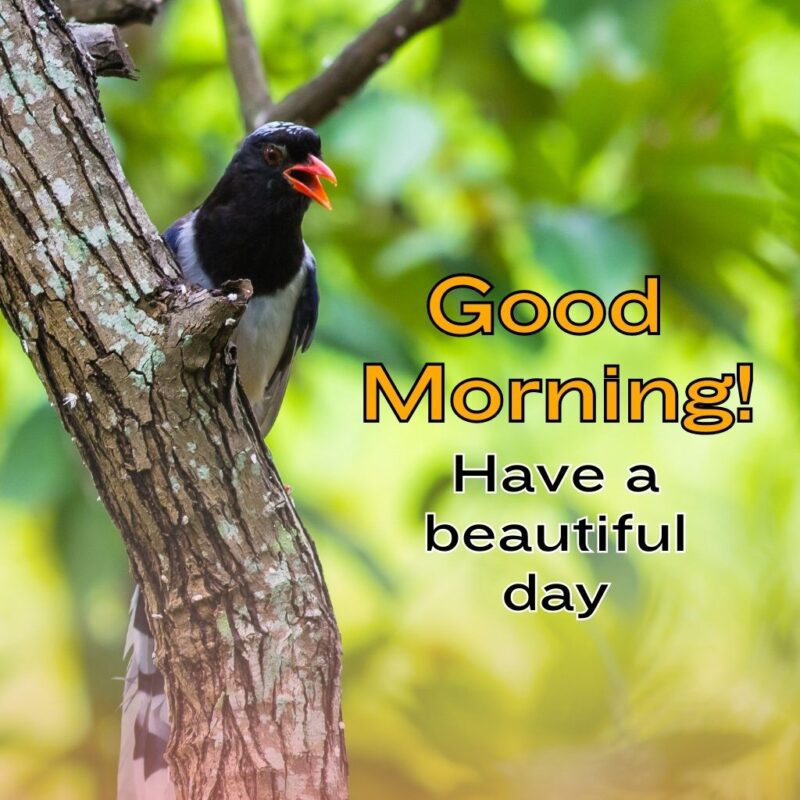 Best Good Morning Beautiful Bird Pic - Good Morning Pictures ...