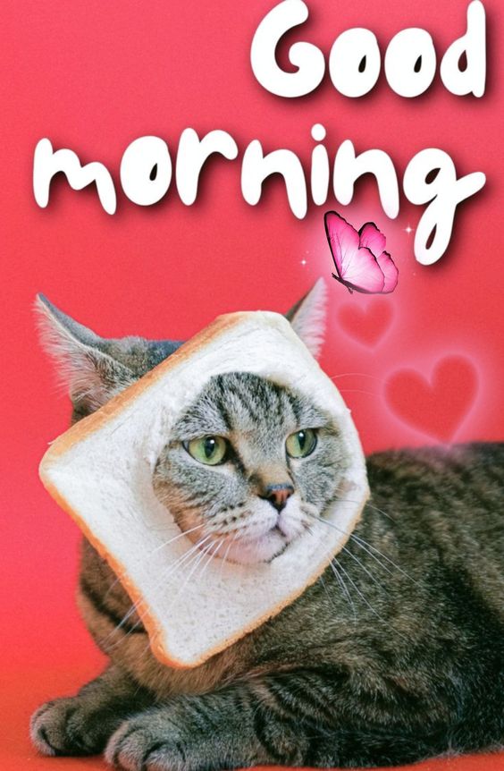 Good Morning Cat And Kitten - Good Morning Pictures – WishGoodMorning.com