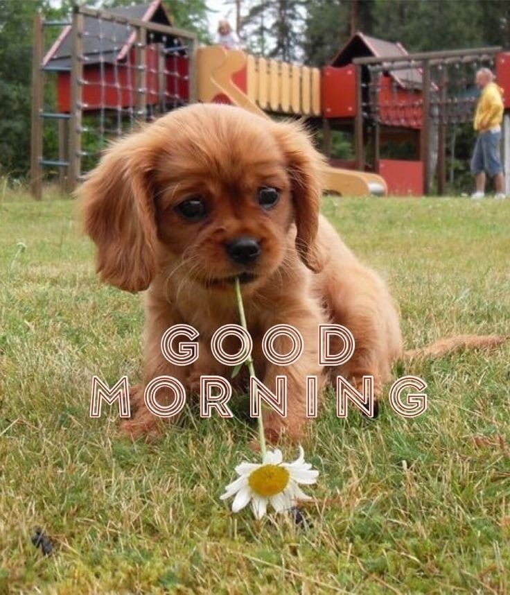 Good Morning Dog And Puppy - Good Morning Pictures – WishGoodMorning.com