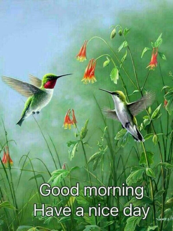 Good Morning Hummingbird have a nice day - Good Morning Pictures ...