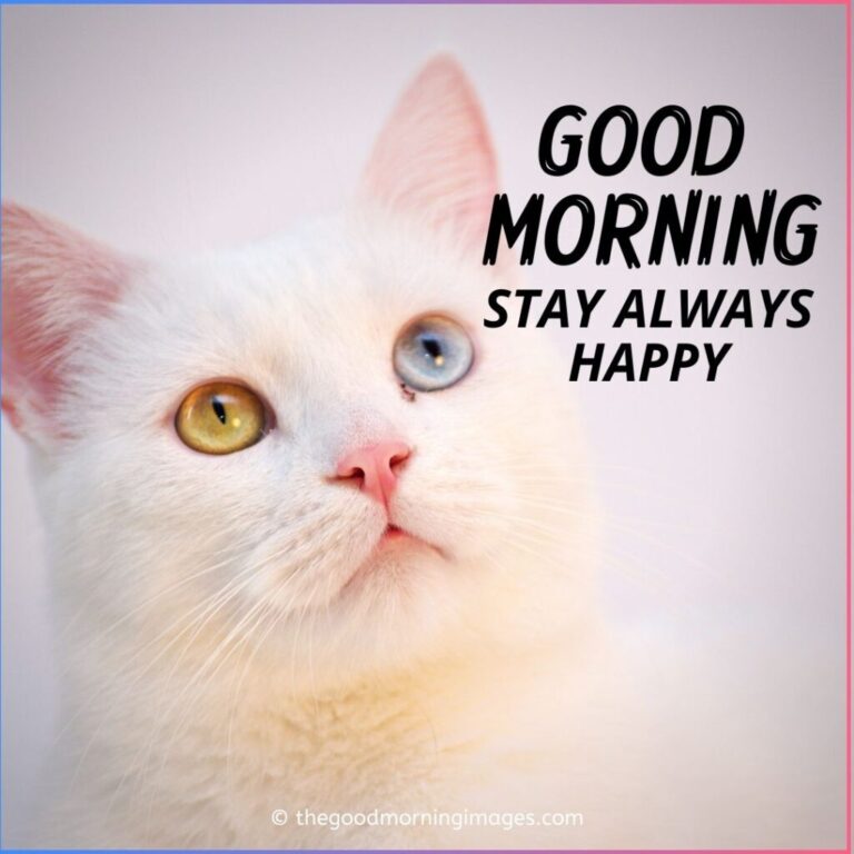 Good Morning Kitten Images - Good Morning Pictures – WishGoodMorning.com