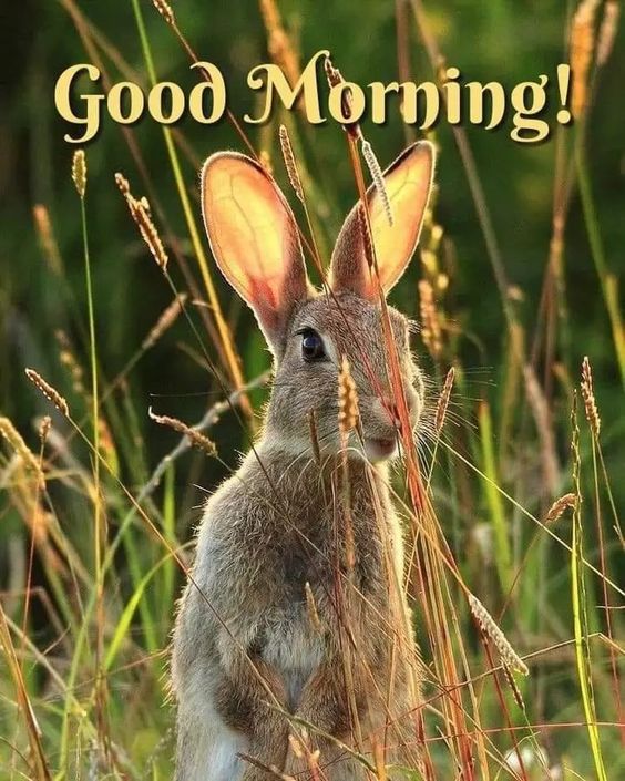 Good Morning Wishes With Animals - Good Morning Pictures ...