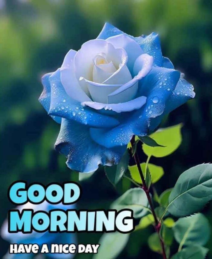 Good Morning Beautiful Blue Roses Pic - Good Morning Pictures ...