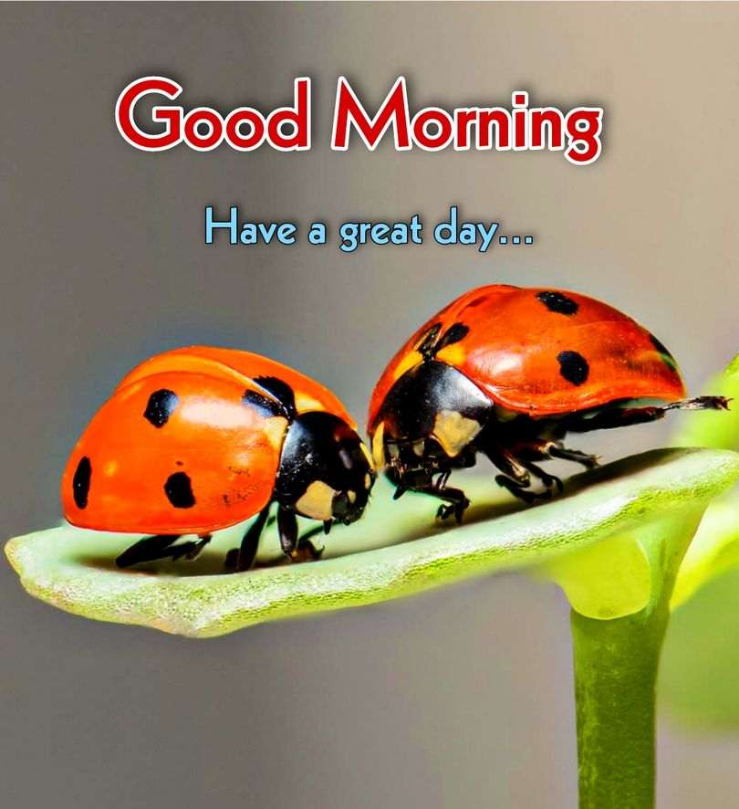 Good Morning Ladybug Have A Great Day Good Morning Pictures