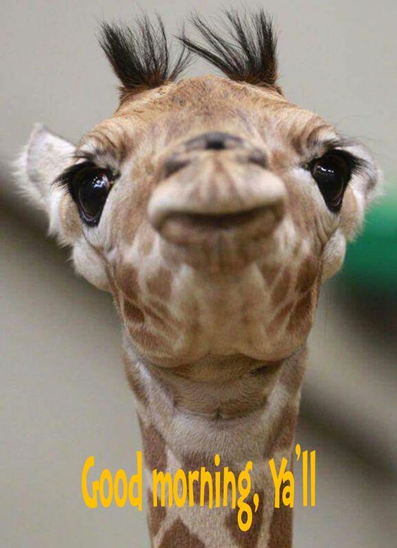 Wonderful Morning Giraffe All - Good Morning Pictures – WishGoodMorning.com